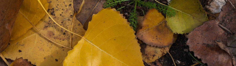 foglie autunno