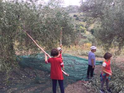 Come raccogliere le olive a mano