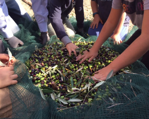 La raccolta delle olive della III classe